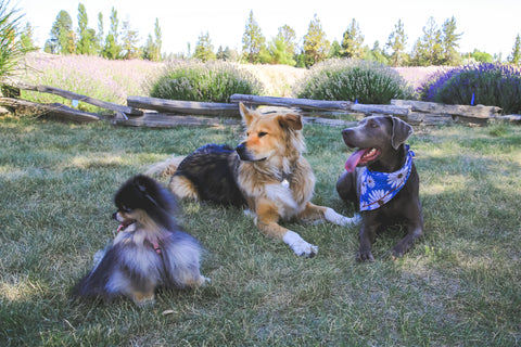 Lavender Farm Dogs