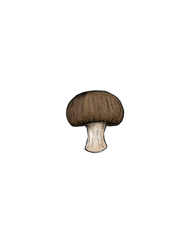 chestnut mushroom