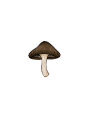 Shitake mushroom