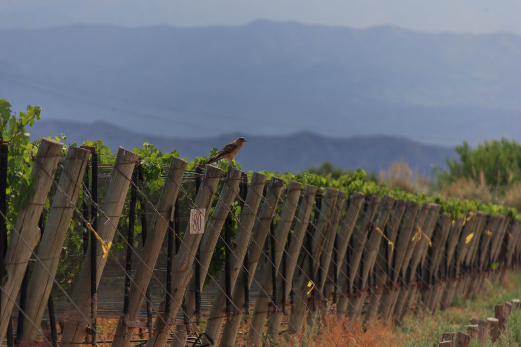 finca penedo borges con fondo de montañas