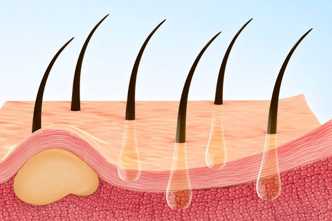 Illustration of hair shaft