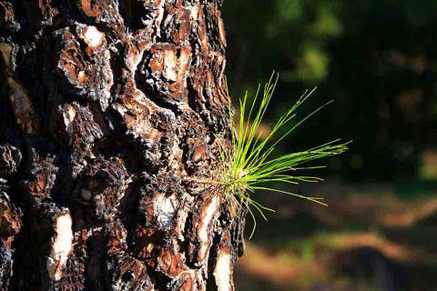 Pine Bark: Unveiling Nature's Secret for Hair Regrowth
