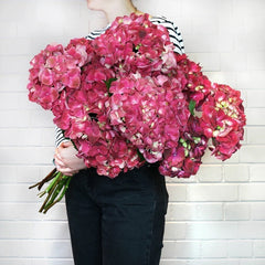 best flowers for Valentine's Day - hydrangeas
