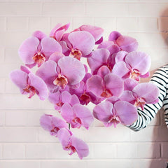 best flowers for Valentine's Day - orchids