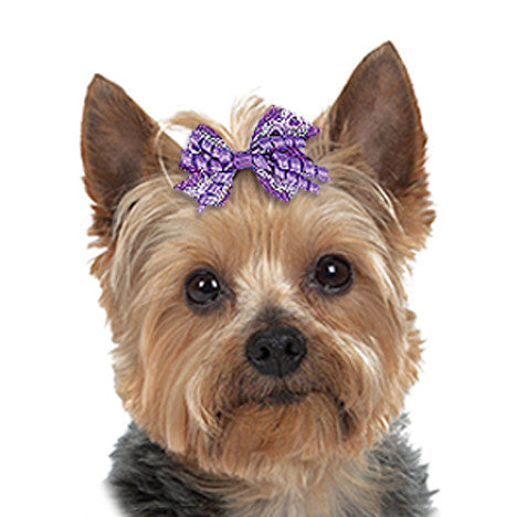 Small Dog Bow: Lace &amp; Curls Dog Hair Bows – Small Dog Mall ...