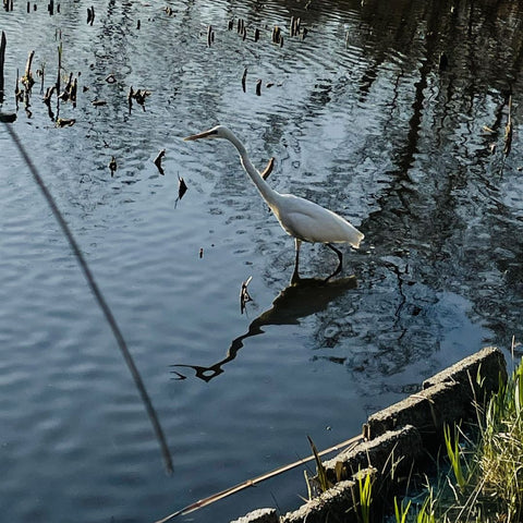 a crane in the river