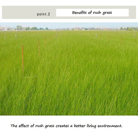 igusa grass use for tatami mat