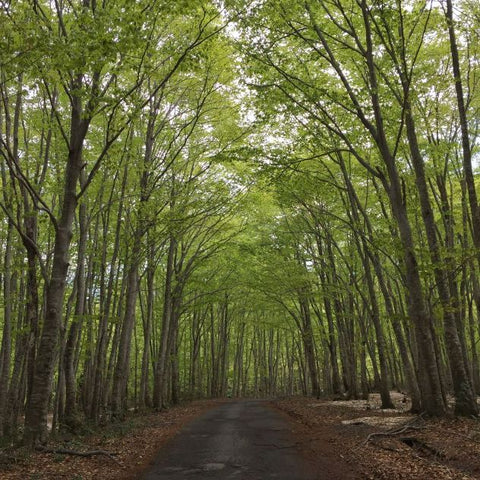 forest road in Japan