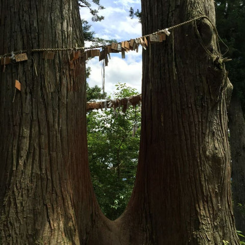 Shimenawa rope and paper streamers strung between two ancient trees, symbolizing a sacred space in a Shinto tradition.