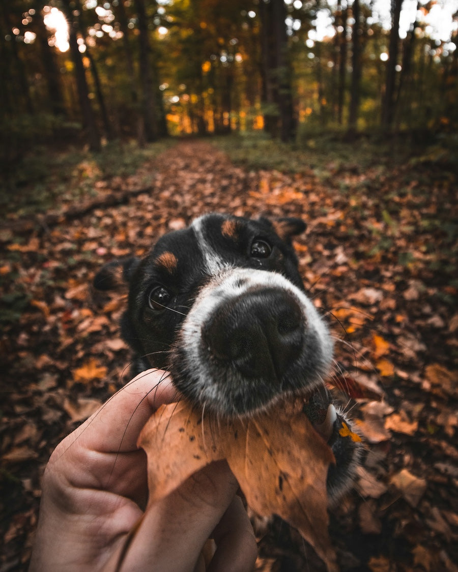 a black dog eating a leaf while a human tries to pull it out of its mouth | Pupford