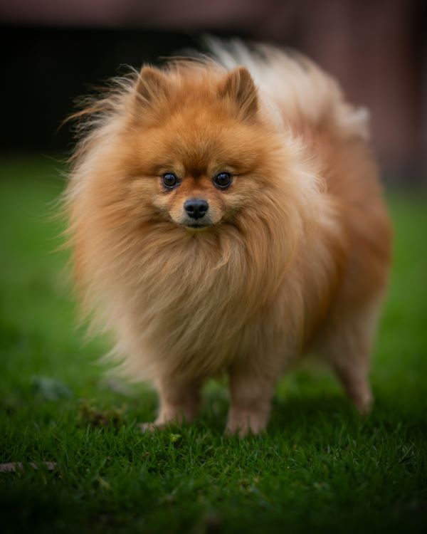 a Pomeranian in a grassy field