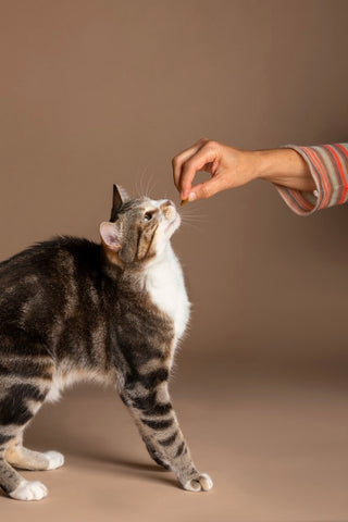 幫貓咪挑選零食，可從成分、大小、附加機能，以及貓咪本身的體質來決定唷！