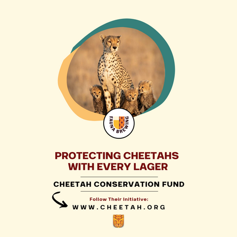 protecting cheetahs with every lager