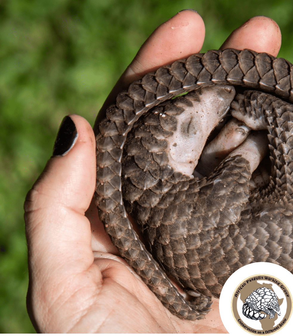 African Pangolin Working Group