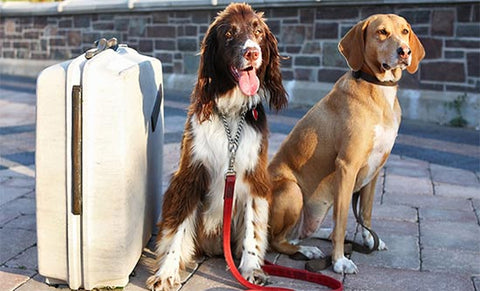 viaggiare in australia con un cane