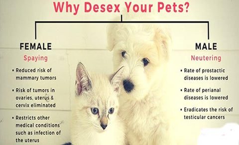 desexing male dogs