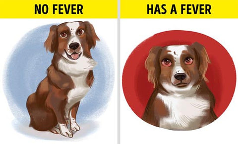 symptoms of fever
