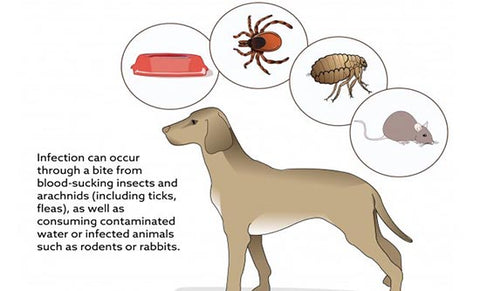 symptoms of fever in dogs