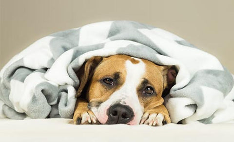 Fiebersymptome bei Hunden