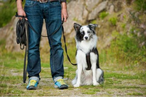 puppy training