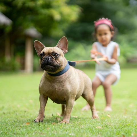 puppy training