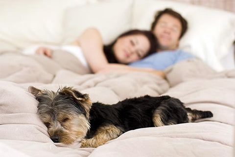 Dog sleeps at the end of the bed