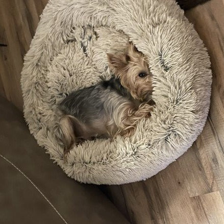 Relaxing Dog Bed for Poodle Separation Anxiety