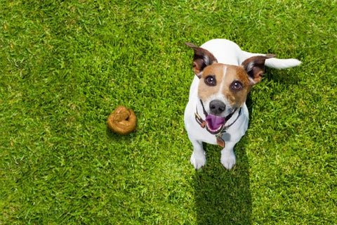 why do dogs eat their own poop