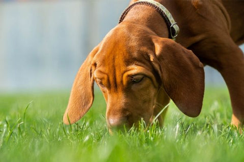 why do dogs eat their own poop