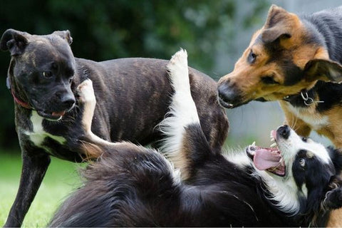 Puppy Socialisation