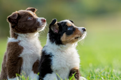 puppy training