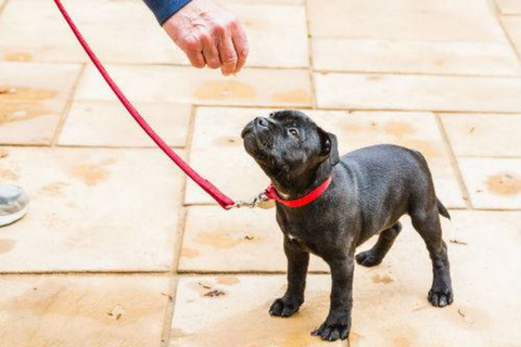 puppy training