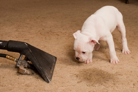 how to get dog pee out of carpet