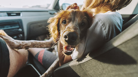 Dog Car Travel