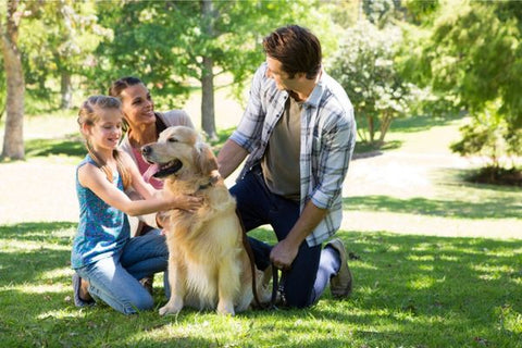 Puppy Socialisation