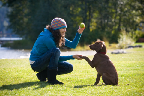 puppy training