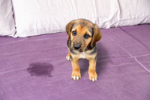 how to get dog pee out of carpet