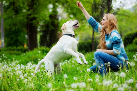 senior dog training