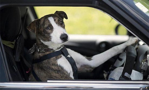 viaggiare in australia con un cane