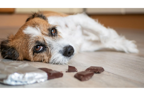 Signs to Tell if Your Dog Ate Toxic Foods
