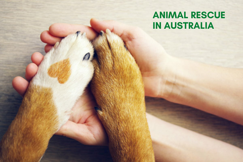 Animal Rescue for Australian Dog Breeds