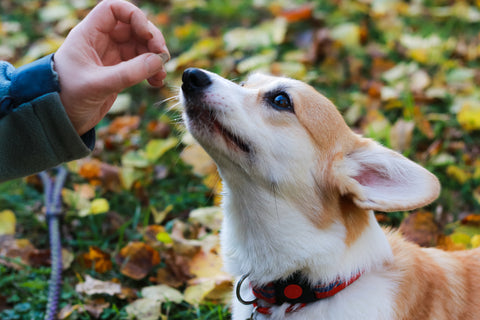 give treat to your pup