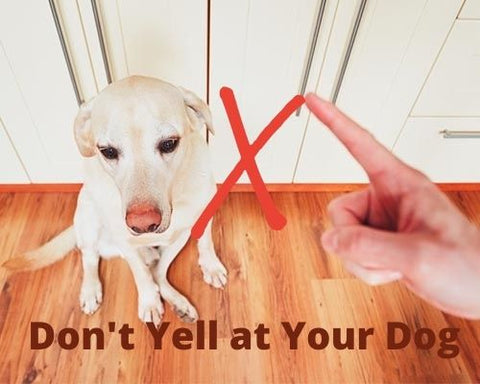 Why Your Dog Barks at Everything That Passes By? | Dry Paws