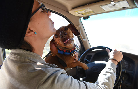 Dog Car Travel