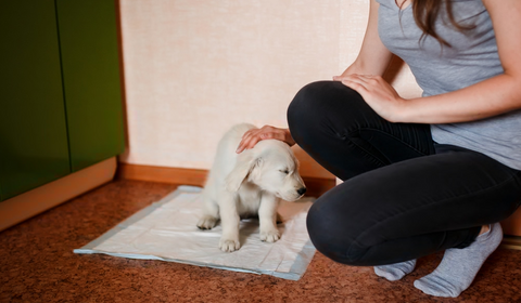 How to Potty Training a Puppy