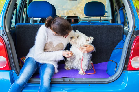 Dog Car Travel