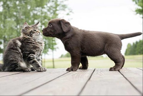 cats and dogs together