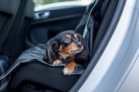 Car Sickness in Dogs