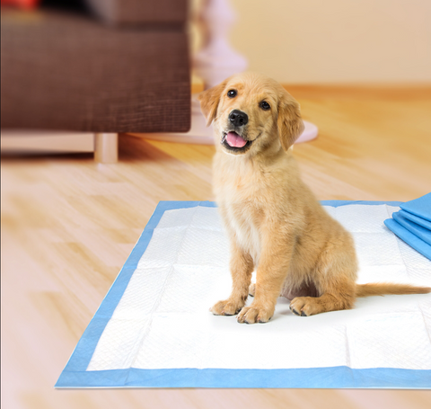 Are Puppy Training Pads Toxic