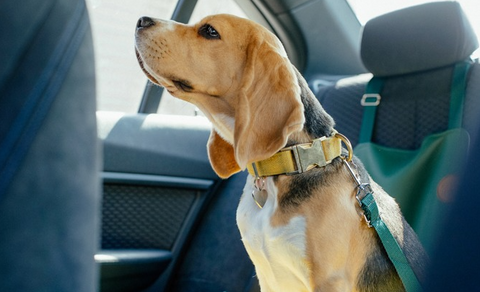 Viaggio in auto per cani